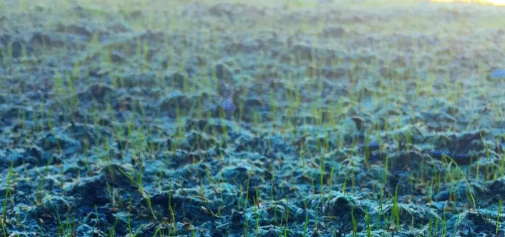 Affordable garden landscaping experts serving Saratoga Springs, UT - Grass Masters Hydroseeding