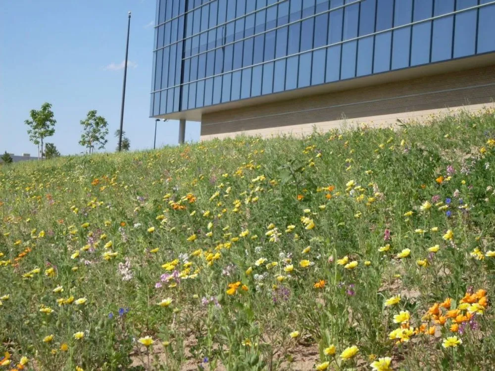 Professional landscaping services experts serving Saratoga Springs, UT - Grass Masters Hydroseeding
