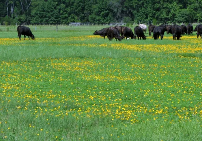 Trusted garden landscaping for year-round maintenance in Saratoga Springs, UT by Grass Masters Hydroseeding