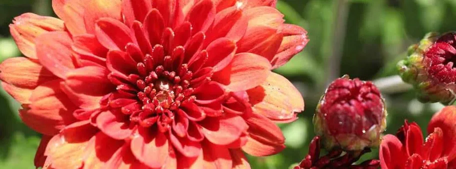 Top-rated residential landscaping in Las Cruces, NM - Grass Masters