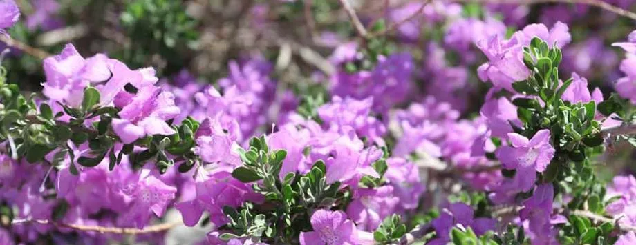 Top-rated lawn mowing service near you in Las Cruces, NM by Grass Masters