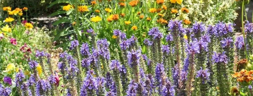 Affordable garden landscaping in Las Cruces, NM - Grass Masters