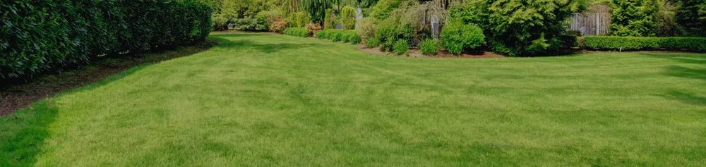 Reliable yard cleanup service experts serving Livonia, NY - Grass Money