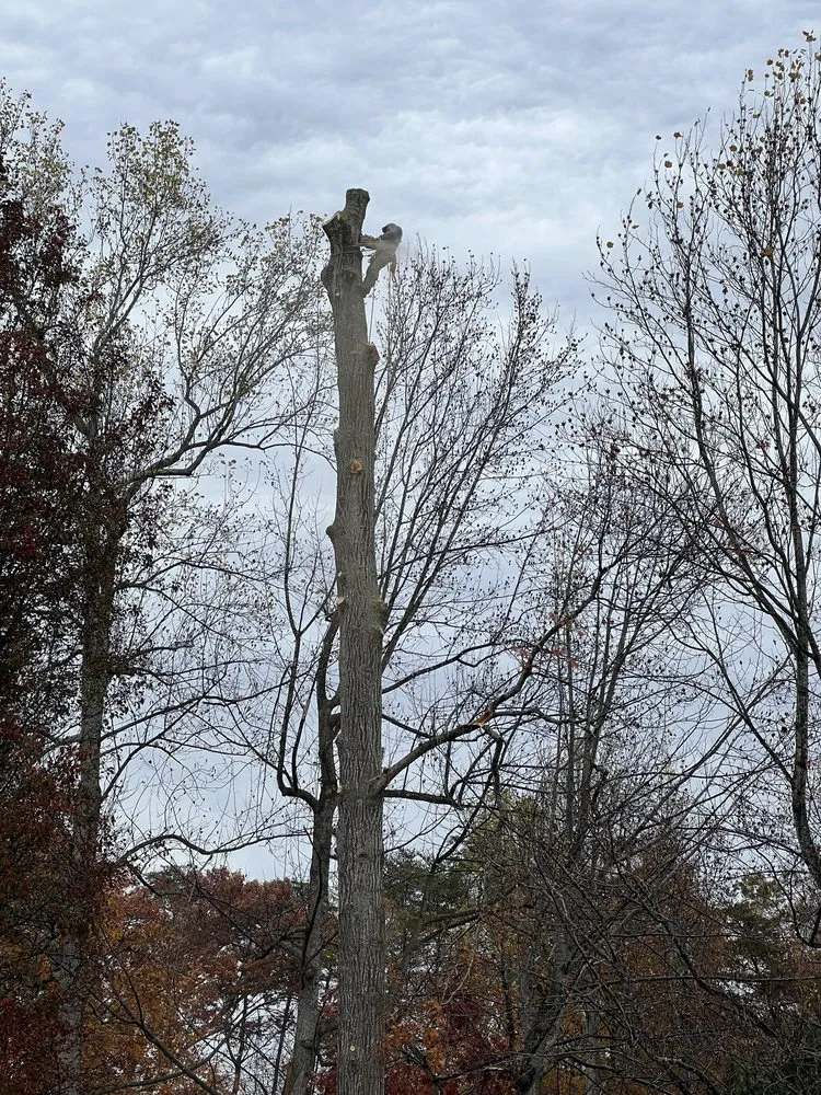 Reliable yard maintenance with custom design in Dumfries, VA by Grass Monkey & Trees Service