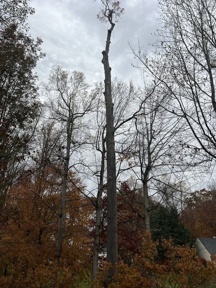 Top-rated landscaping services for year-round maintenance across Dumfries, VA - Grass Monkey & Trees Service