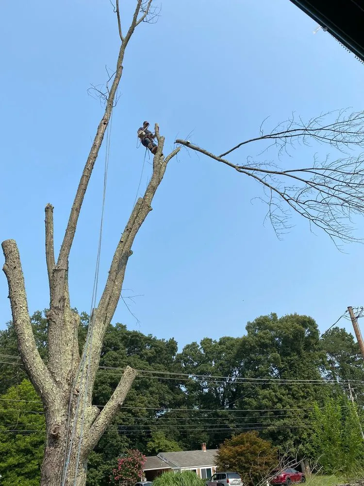 Top-rated lawn care service with custom design in Dumfries, VA by Grass Monkey & Trees Service