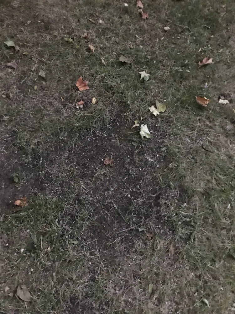 Local lawn mowing service in Dayton, OH - Grass Monkey Lawn & Landscaping