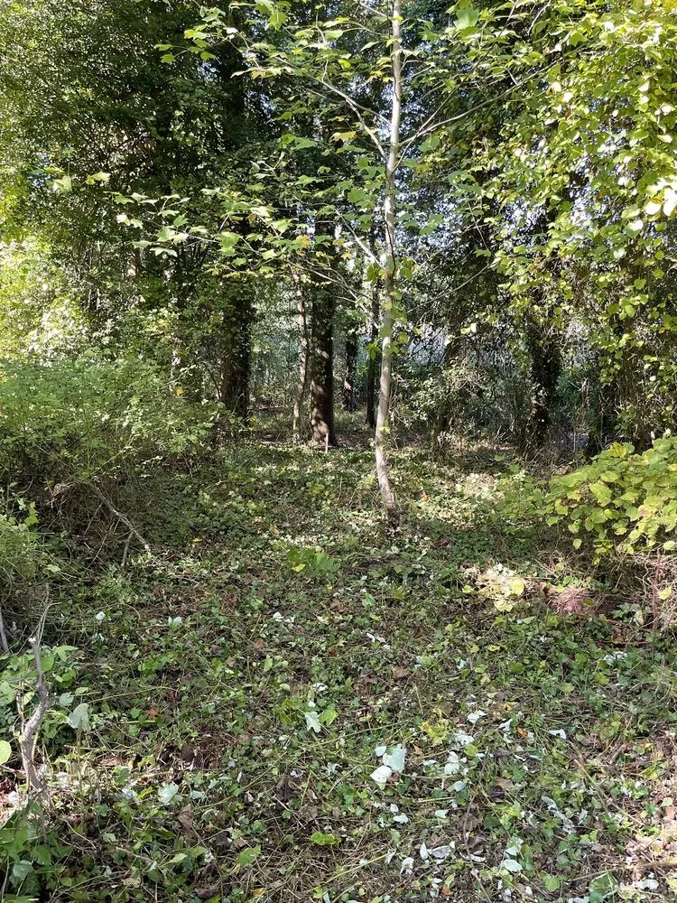 Reliable lawn care service in Baltimore, MD - Grass Monkey Lawn Care