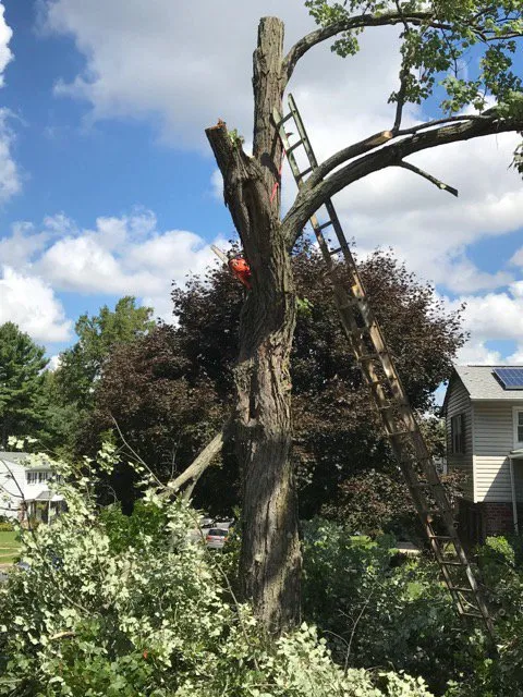 Local yard cleanup service with custom design across Baltimore, MD - Grass Monkey Lawn Care