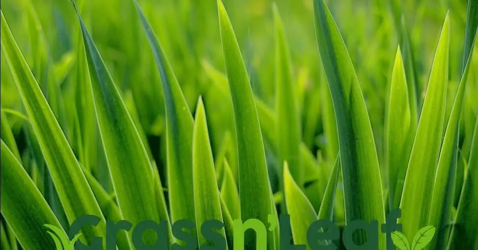 Top-rated yard cleanup service experts serving Leesburg, GA - Grass N Leaf Lawncare