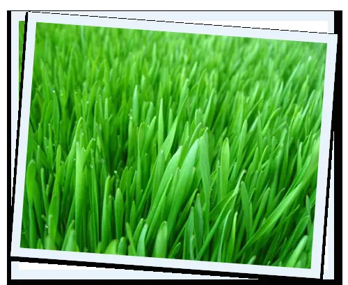 Professional landscape installation with custom design in Sebastian, FL by Grass N' Stuff