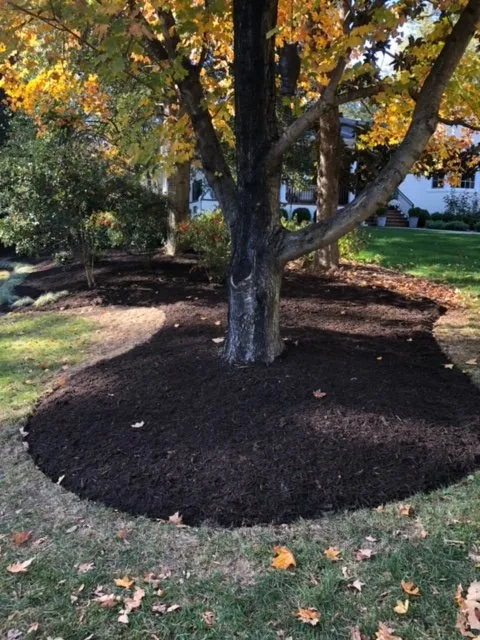 Top-rated residential landscaping for outdoor upgrades across Highland Springs, VA - Grass N Things