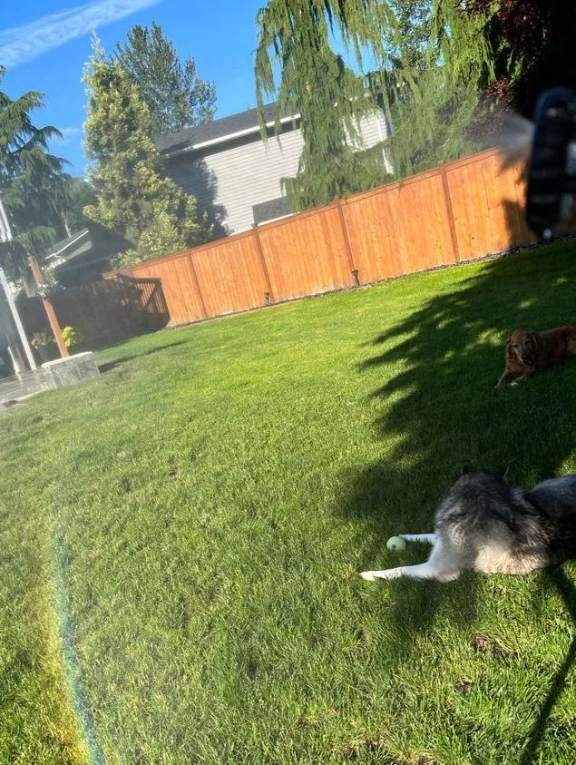 Trusted lawn care service for year-round maintenance across Everett, WA - Grass n’ Trees Lawn Care Lanscaping