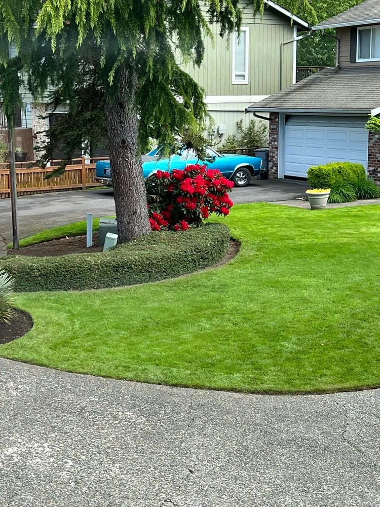 Reliable yard maintenance in Everett, WA by Grass n’ Trees Lawn Care Lanscaping