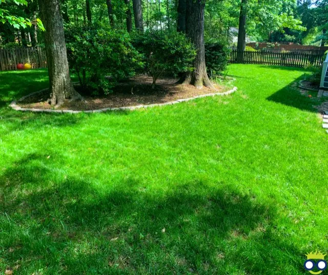 Reliable lawn mowing service experts serving Greenville, SC - Grass Nerds