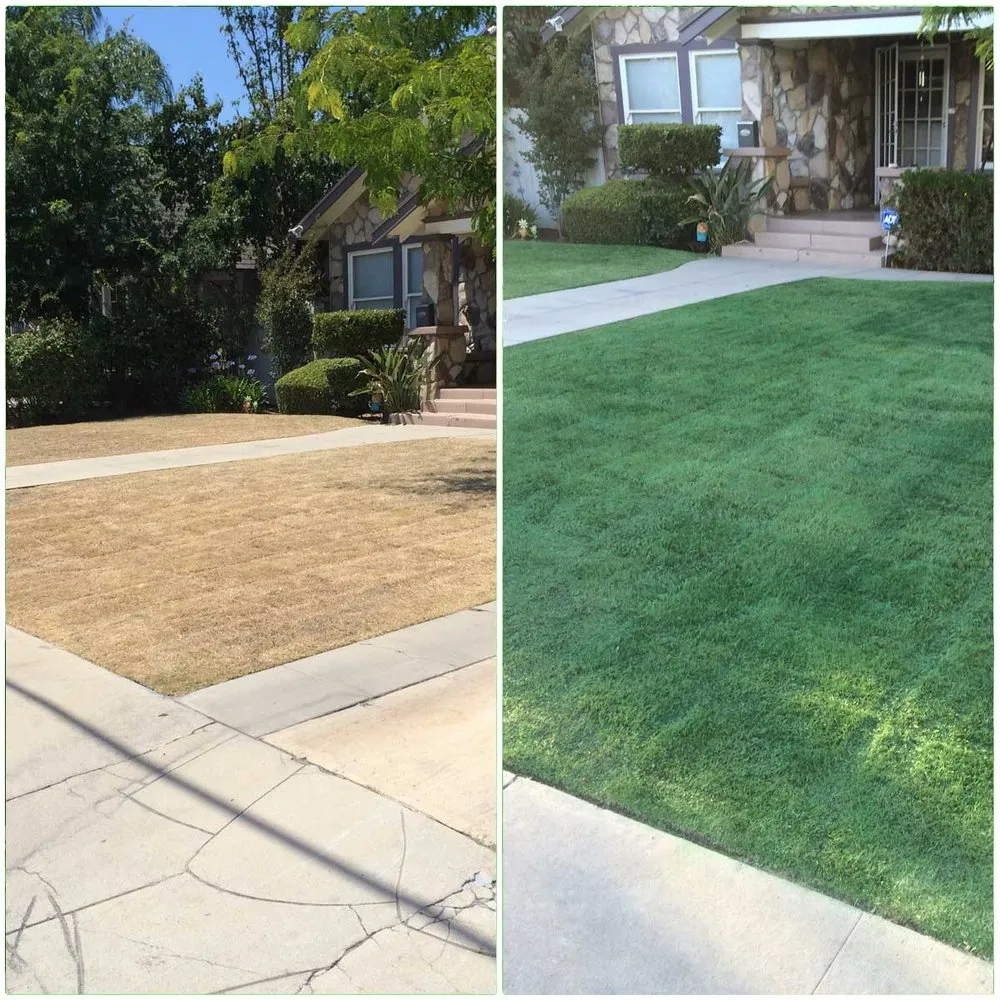 Top-rated landscape design in Los Angeles, CA - Grass paint near me