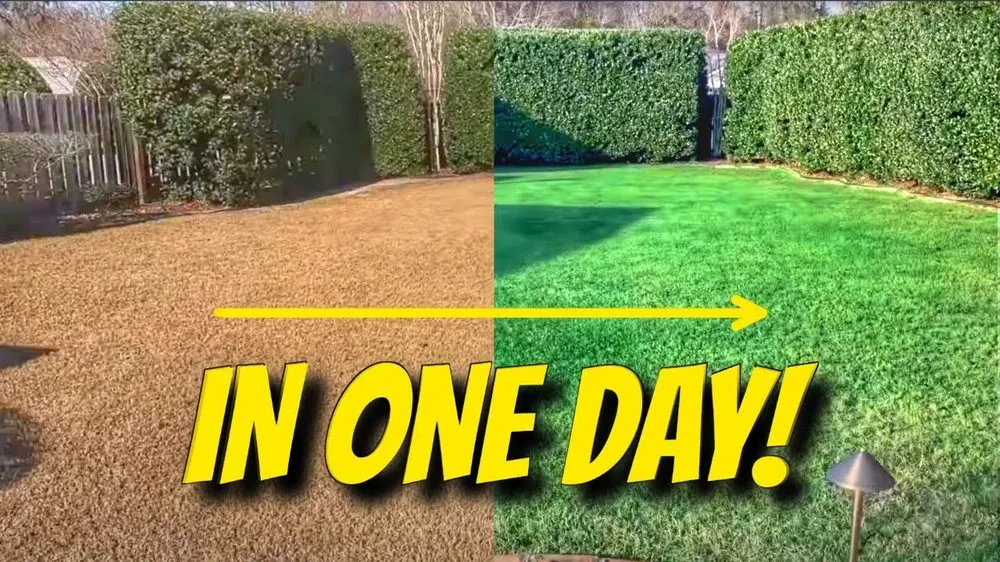 Local yard maintenance near you across Los Angeles, CA - Grass paint near me