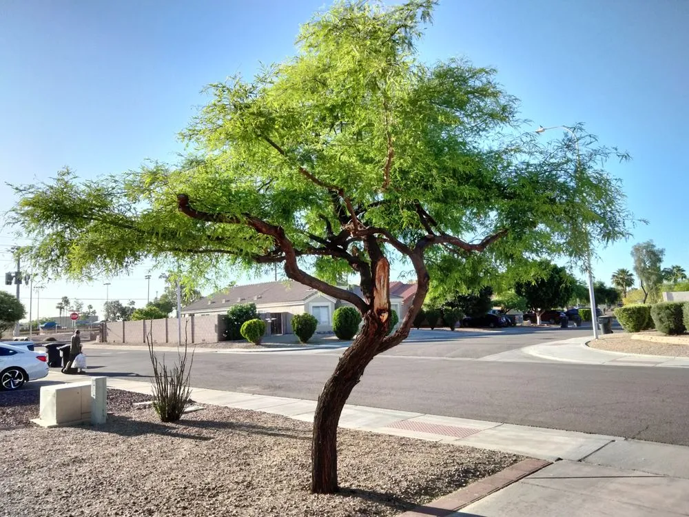 Affordable landscape installation experts serving Chandler, AZ - Grass Roots Landscape
