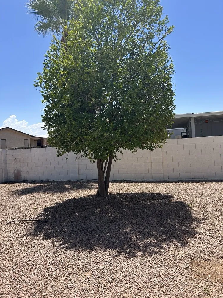 Reliable garden landscaping for outdoor upgrades across Chandler, AZ - Grass Roots Landscape