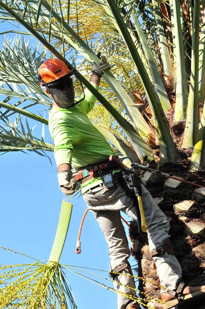 Custom lawn mowing service in Chandler, AZ - Grass Roots Landscape