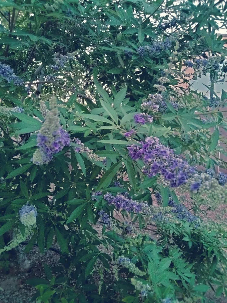 Professional landscape design for beautiful yards across Chandler, AZ - Grass Roots Landscape