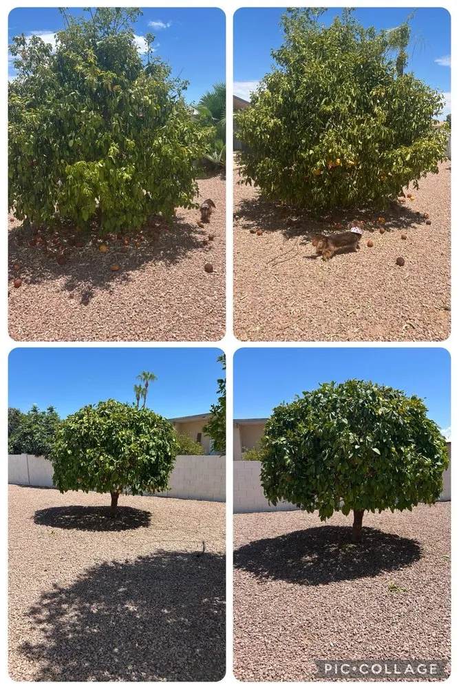 Custom yard cleanup service experts serving Chandler, AZ - Grass Roots Landscape