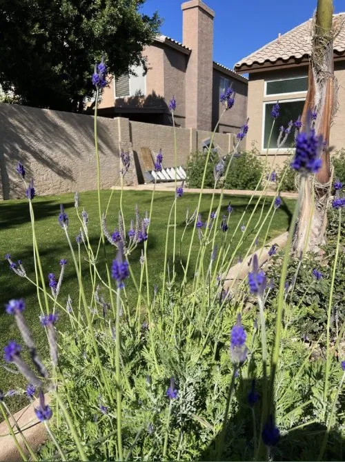 Professional yard cleanup service in Payson, AZ by Grass Roots Landscape