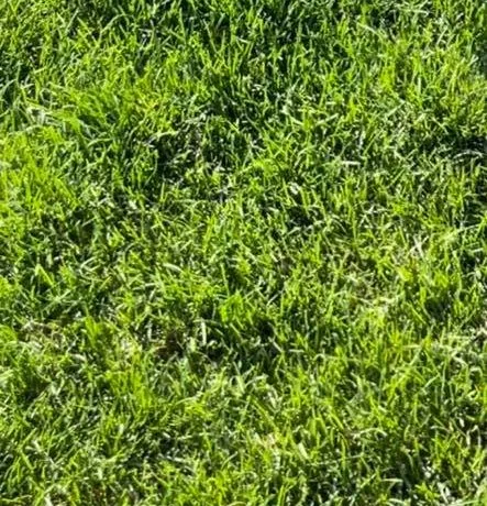 Top-rated yard maintenance in Washington, UT by Grass Roots Lawncare