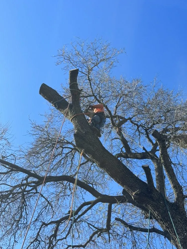 Affordable outdoor landscaping for residential properties in Auburn, CA by Grass Roots Tree Services
