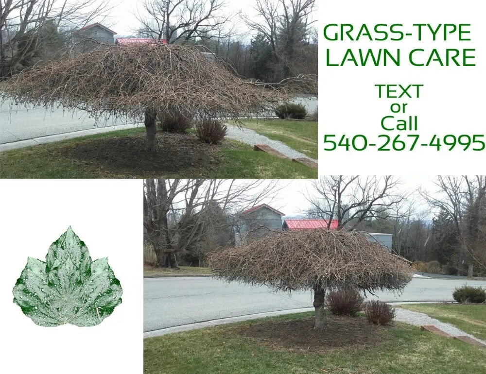 Top-rated lawn care service for outdoor upgrades in Christiansburg, VA by Grass-Type Lawn Care