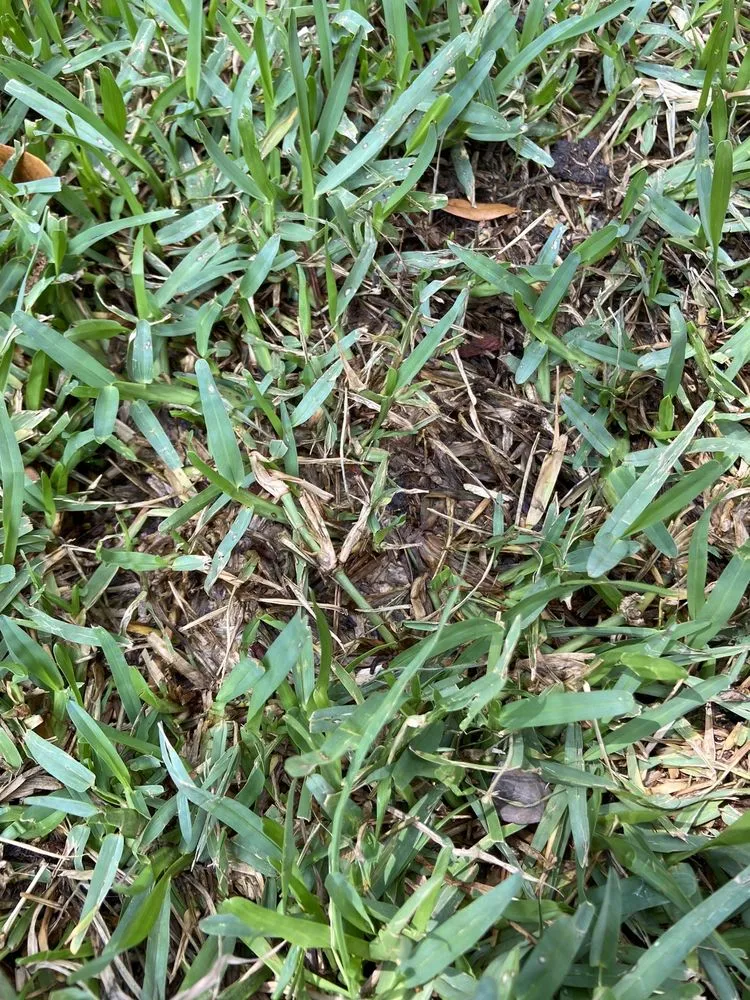 Local landscape installation in Leander, TX by Grass Works Lawn Care