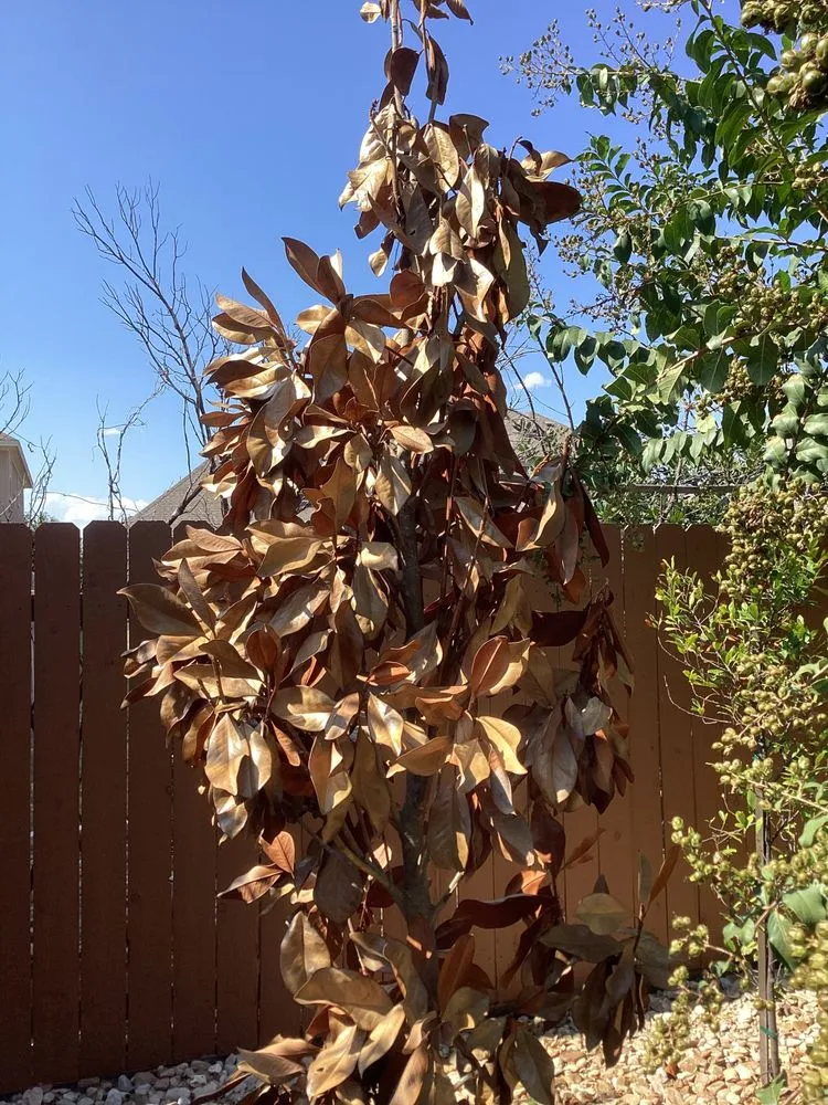 Trusted outdoor landscaping for residential properties across Leander, TX - Grass Works Lawn Care