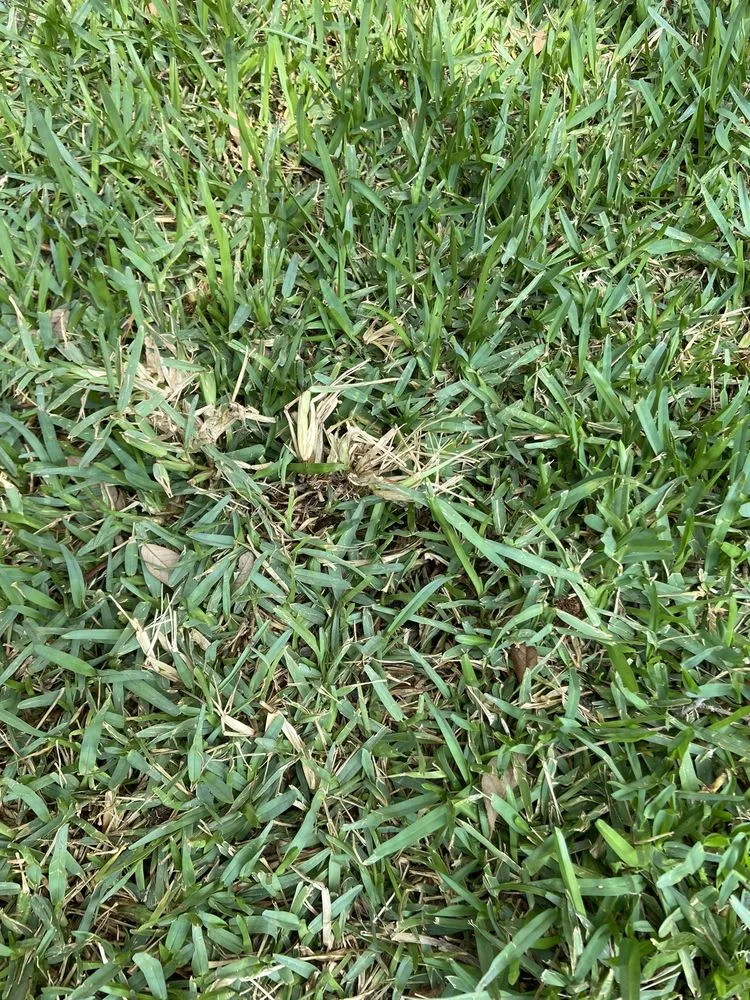 Trusted outdoor landscaping in Leander, TX by Grass Works Lawn Care