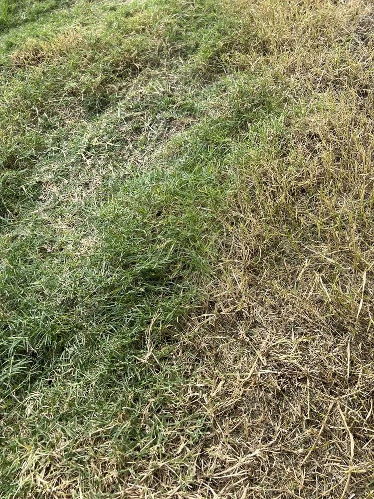 Trusted landscape design experts serving Leander, TX - Grass Works Lawn Care