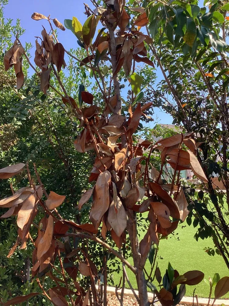 Reliable lawn mowing service experts serving Leander, TX - Grass Works Lawn Care