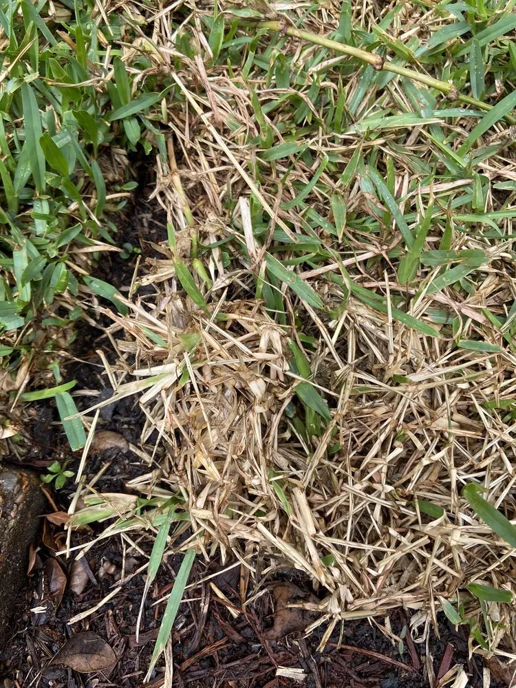 Expert yard cleanup service in Leander, TX - Grass Works Lawn Care