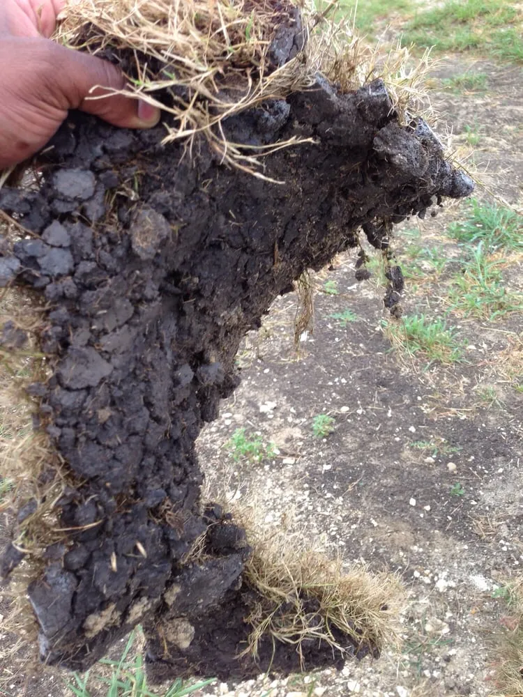 Local yard cleanup service experts serving San Antonio, TX - Grass4sale