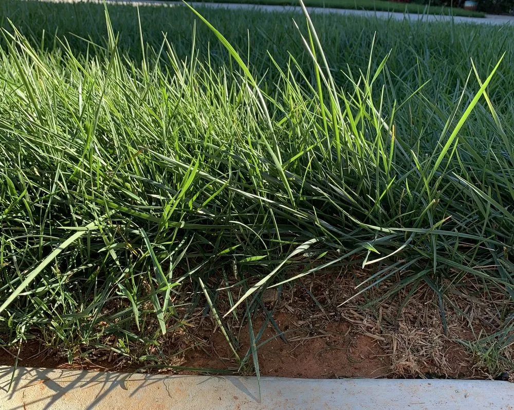 Top-rated yard cleanup service experts serving Monroe, NC - GrassChopper Landscaping