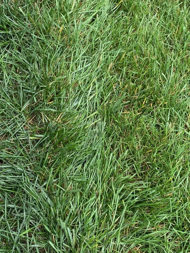 Affordable garden landscaping experts serving Monroe, NC - GrassChopper Landscaping