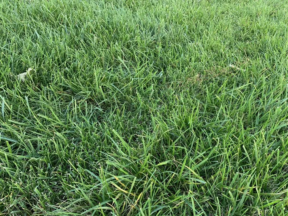 Custom landscape design experts serving Monroe, NC - GrassChopper Landscaping