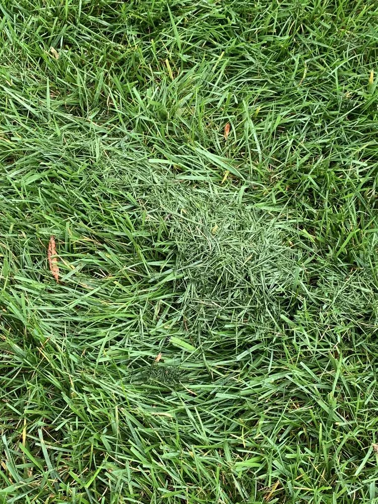 Reliable lawn mowing service for outdoor upgrades in Monroe, NC by GrassChopper Landscaping