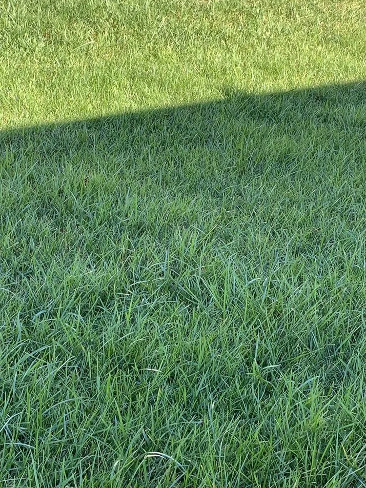 Affordable yard cleanup service in Monroe, NC - GrassChopper Landscaping