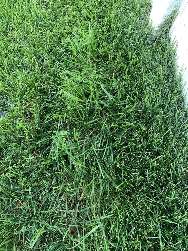 Expert yard maintenance in Monroe, NC by GrassChopper Landscaping