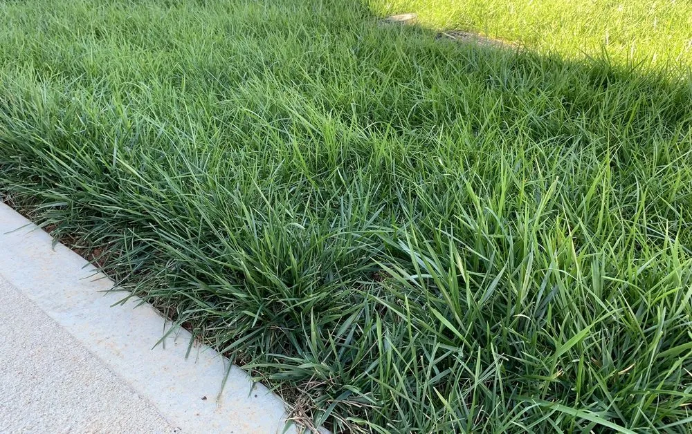 Local lawn care service with custom design in Monroe, NC by GrassChopper Landscaping