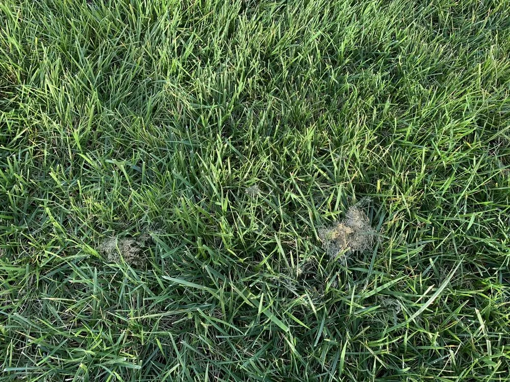 Trusted landscape design in Monroe, NC - GrassChopper Landscaping