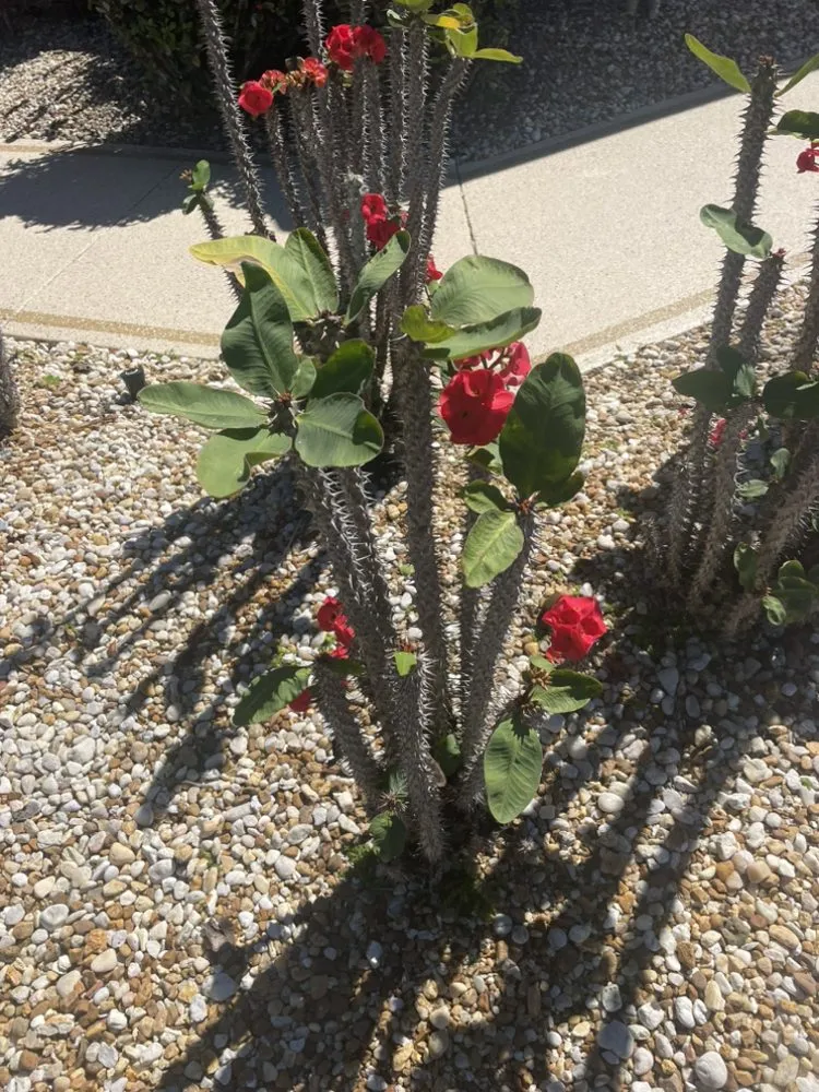 Local landscape design for outdoor upgrades across Tampa, FL - Grassed Up Landscaping