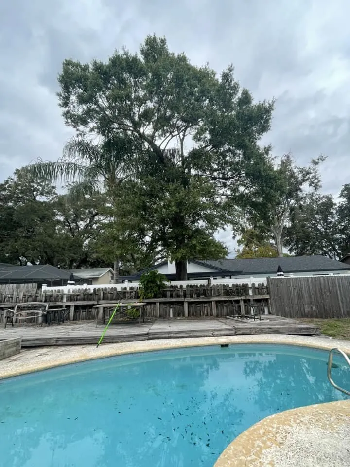 Expert yard cleanup service in Tampa, FL by Grassed Up Landscaping