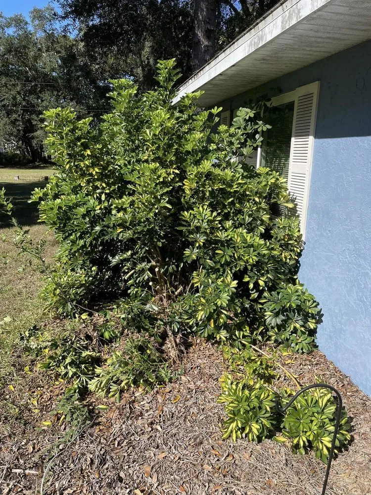 Expert outdoor landscaping in Tampa, FL - Grassed Up Landscaping