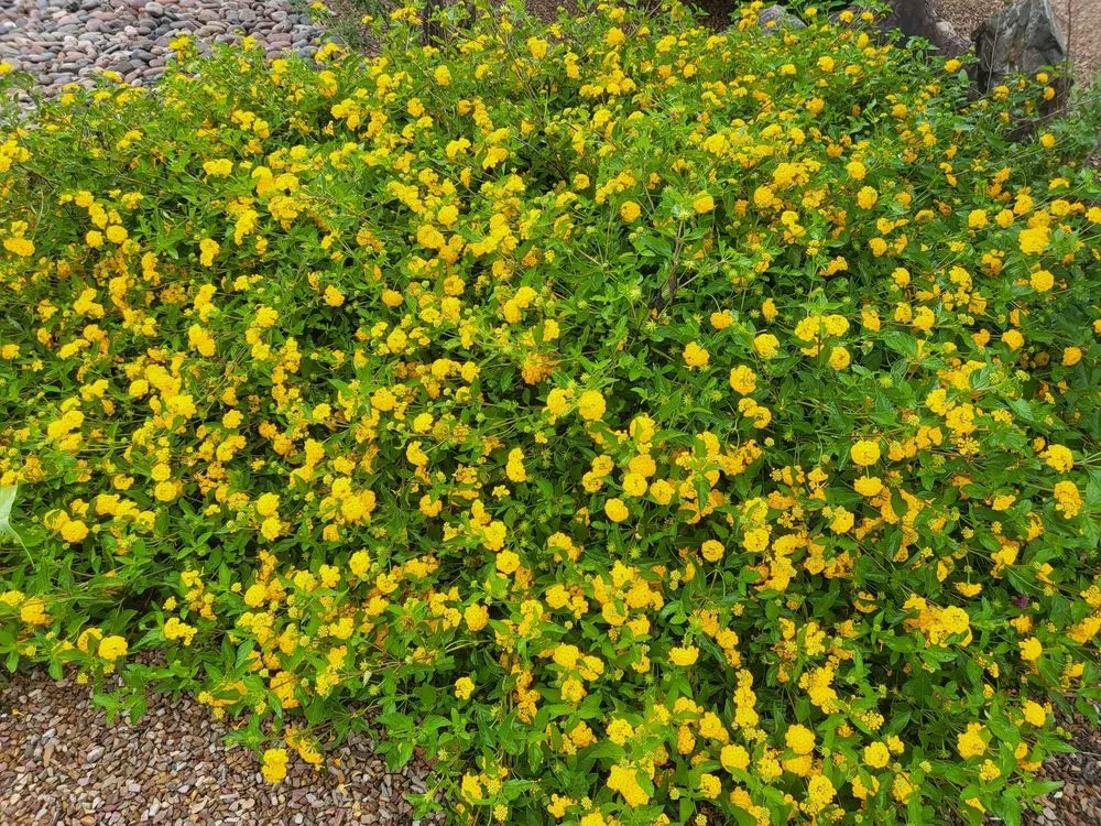 Professional yard maintenance in Huachuca City, AZ - Grasshopper Landscaping & Maintenance