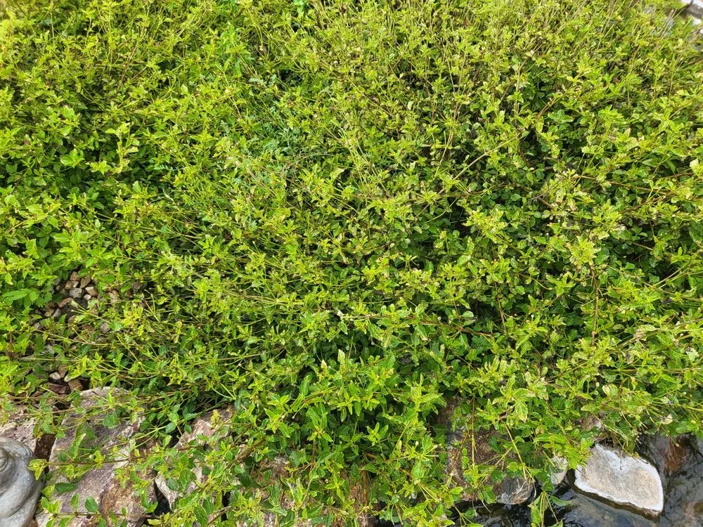 Professional landscape design experts serving Huachuca City, AZ - Grasshopper Landscaping & Maintenance